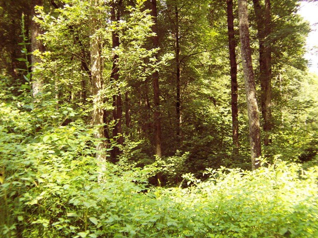 Lot #7 Chestnut Flts Road Andrews, NC 28901 - Photo 2 of 6