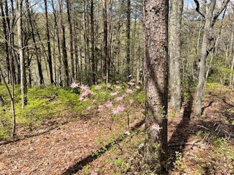 30 B Cosmos Trail, Unit 30B Dunlap, TN 37327 - Photo 15 of 41 Sammy 7