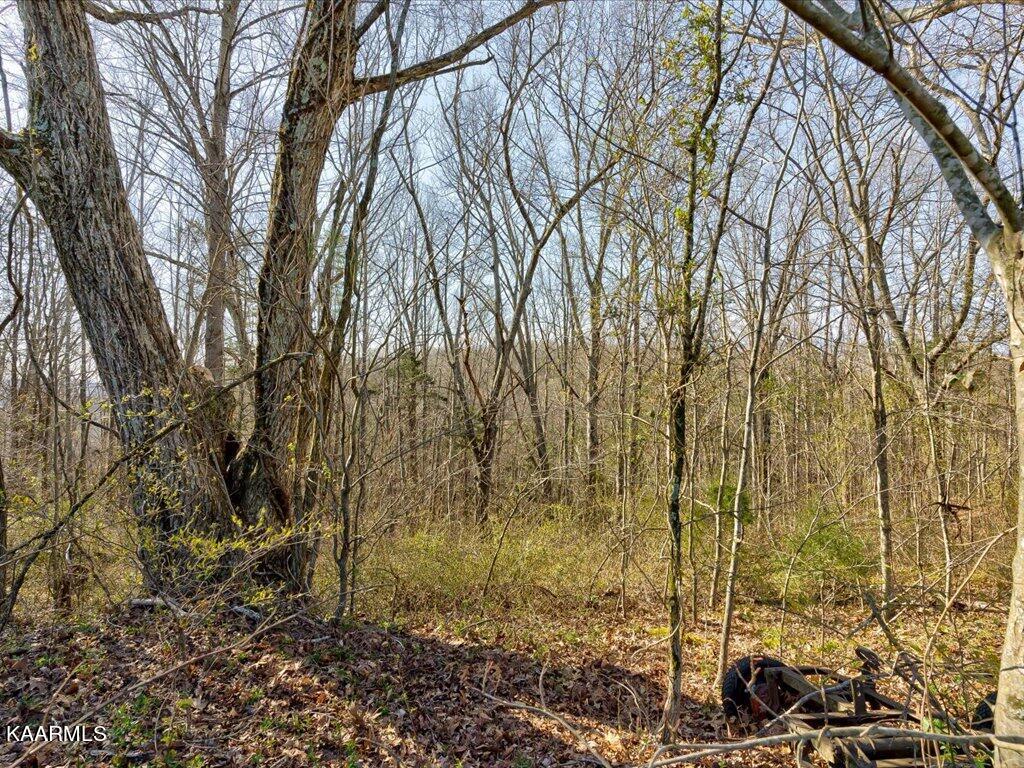 2 Wilson Road Speedwell, TN 37870 - Photo 2 of 28 Tract 2 Wilson Road - 2