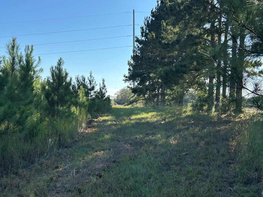 95 (columbia Rd) Road Abbeville, AL 36310 - Photo 14 of 41