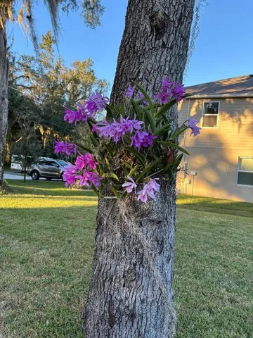 a view of a flower in a yard