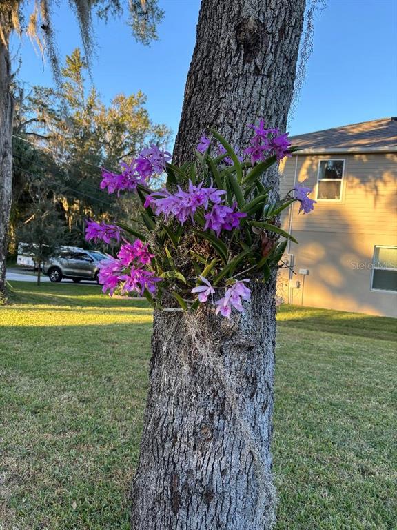 2215 Hontoon Road DeLand, FL 32720 - Photo 4 of 19 a view of a flower in a yard