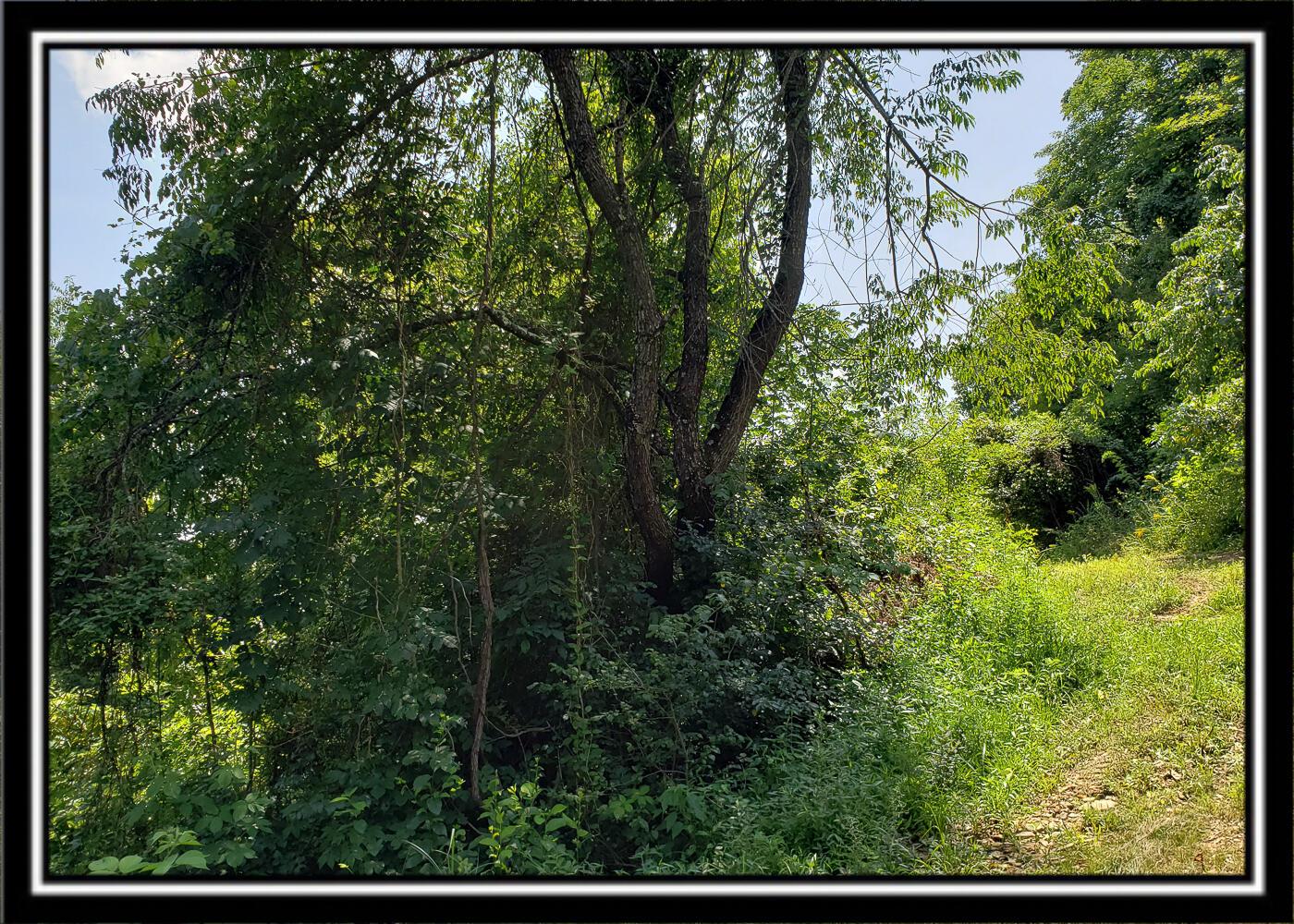 0 Bethel Road, Unit TRACT 4 Patriot, OH 45658 - Photo 17 of 35 CT-17