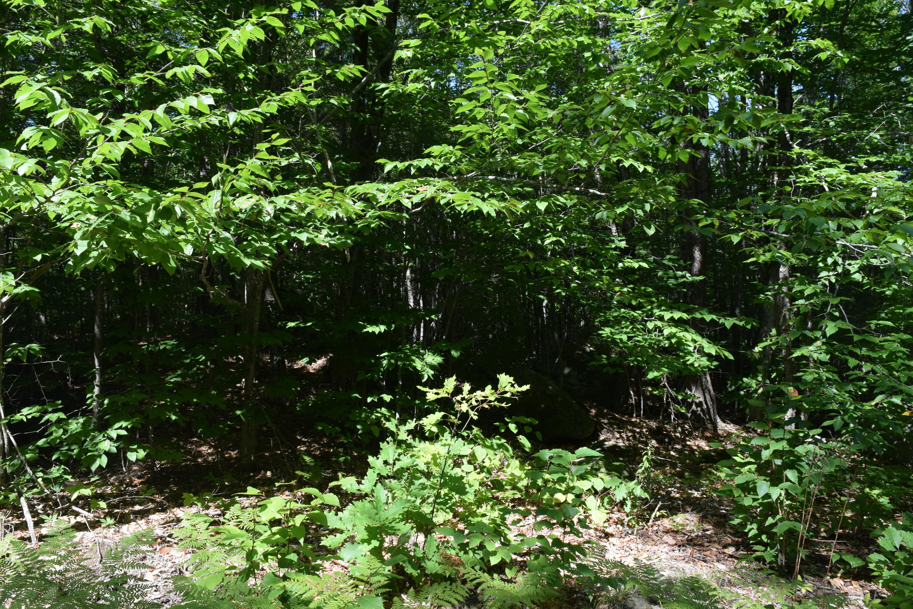 Map3-lot8d Hall Road Sebago, ME 04029 - Photo 12 of 12 DSC_0001