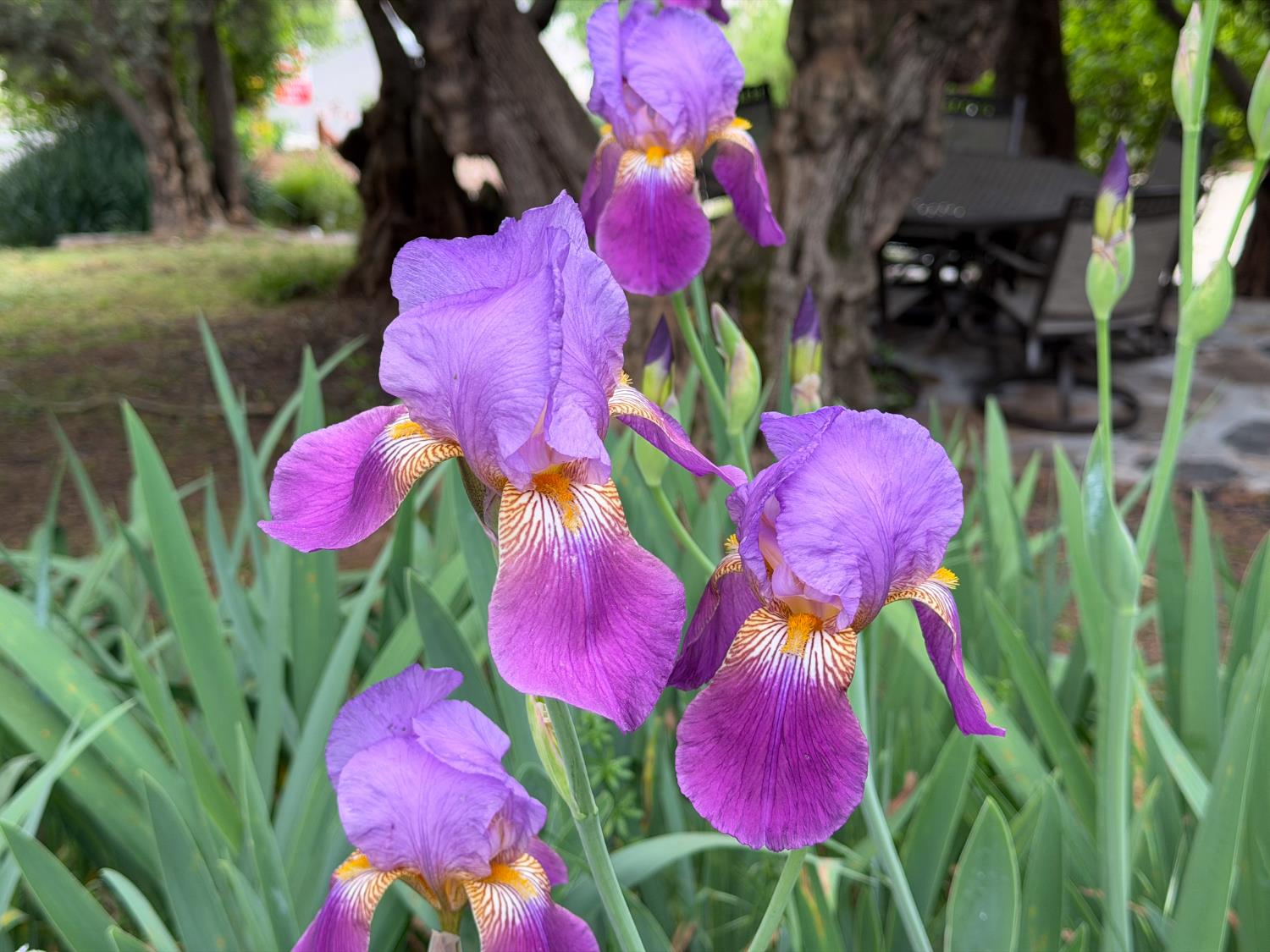 4986 7th Street Mariposa, CA 95338 - Photo 7 of 64 Oh my what beautiful Floral Gardens