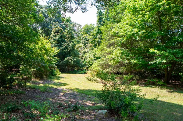 a view of a yard with plants and trees
