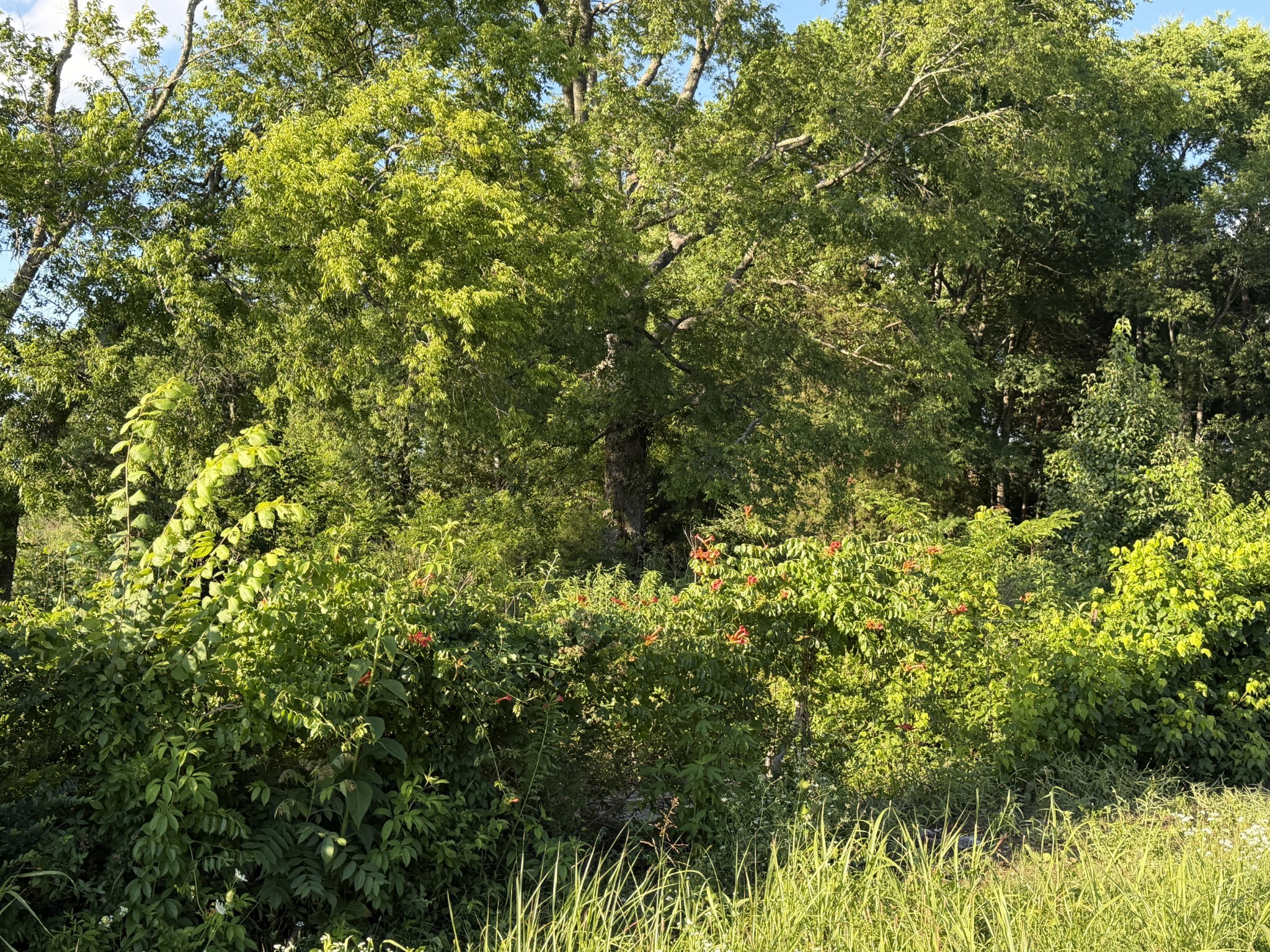 0 Taylor Road East Rockvale, TN 37153 - Photo 19 of 20