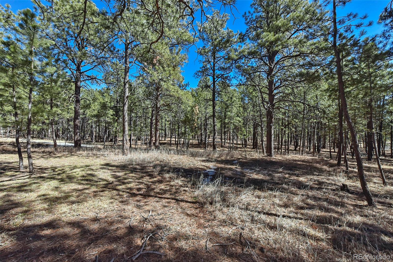 11325 Raygor Road Colorado Springs, CO 80908 - Photo 10 of 29