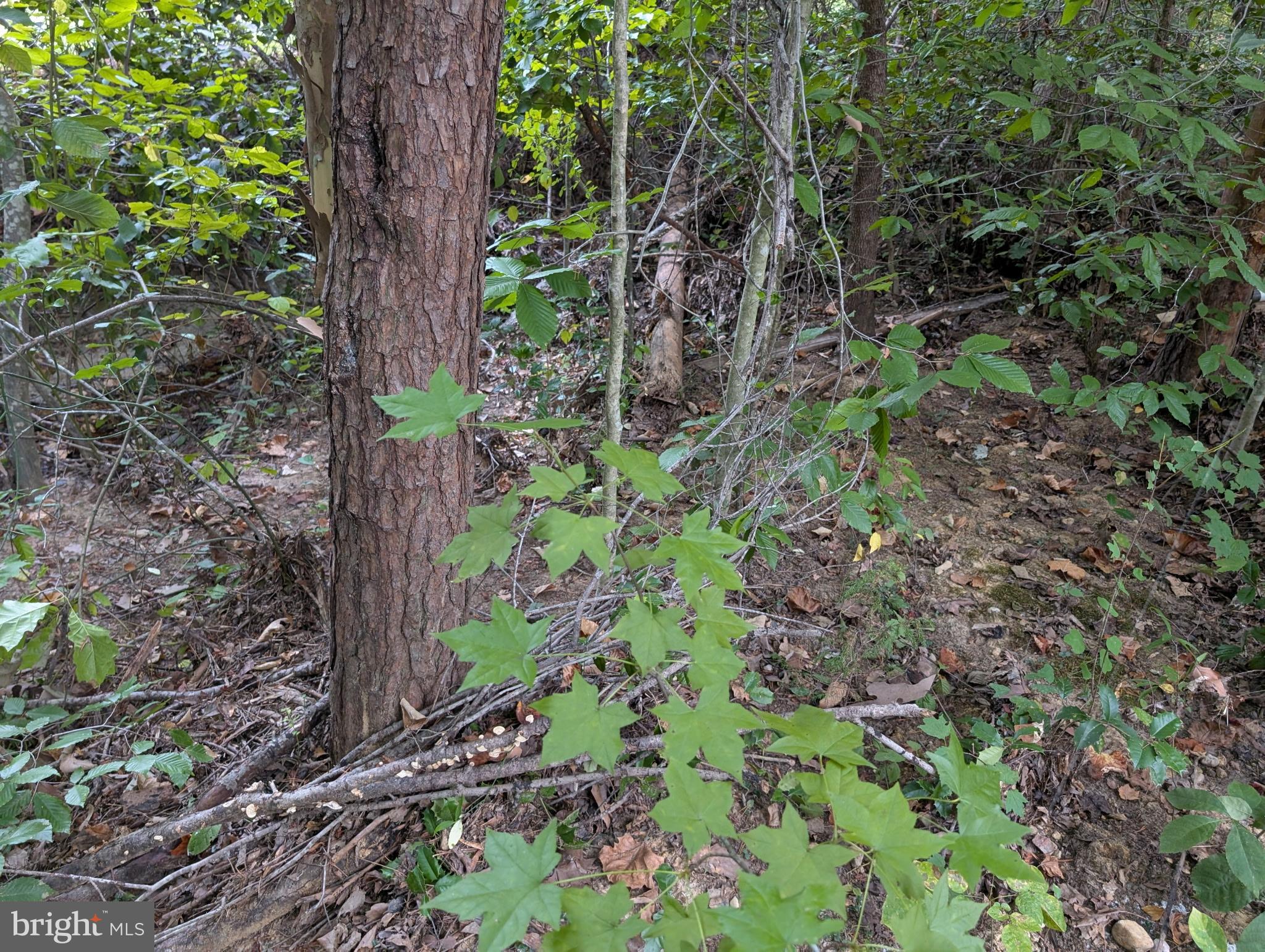203 Battlefield Road Locust Grove, VA 22508 - Photo 5 of 13 a backyard of a house with lots of trees