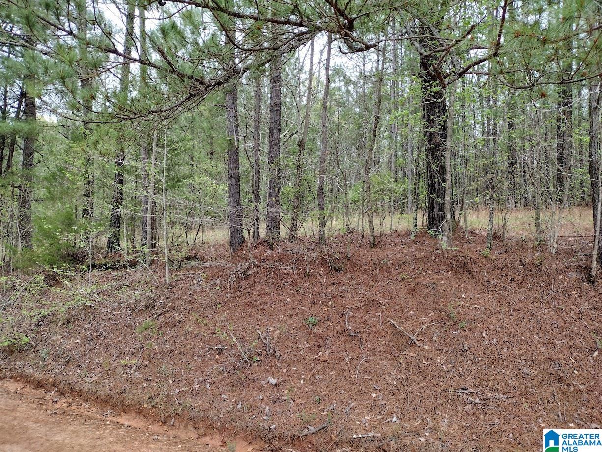 0 County Road 821 Wadley, AL 36276 - Photo 3 of 5