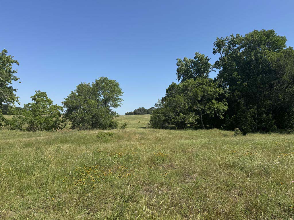 305 County Road 305 Navasota, TX 77868 - Photo 7 of 19 a view of a field with trees in the background