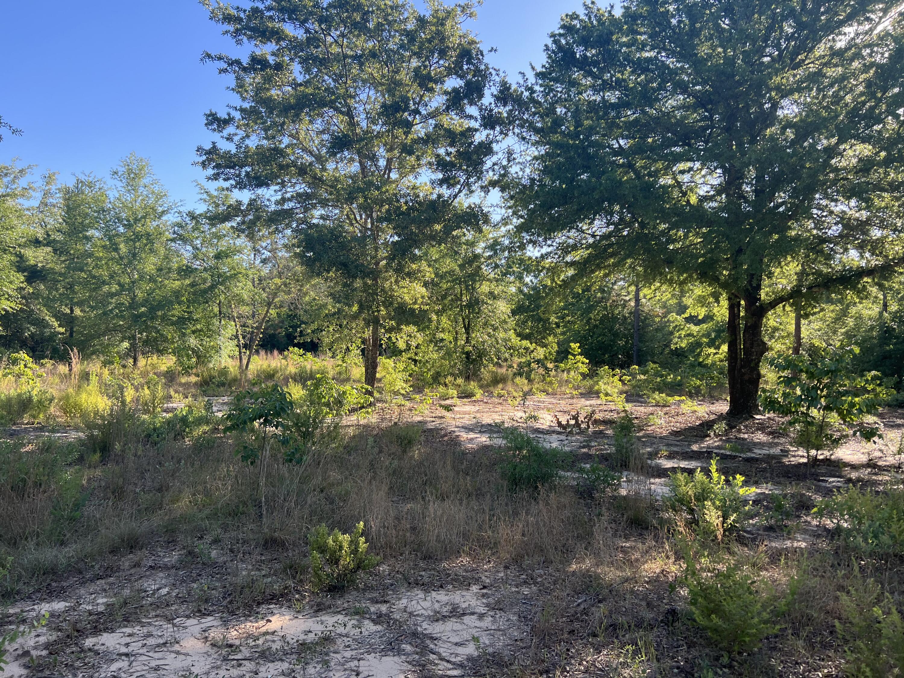 0 Pearl Bonnet Road Windsor, SC 29856 - Photo 2 of 5