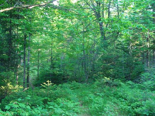 On Ripco Road, Unit 38 Rhinelander, WI 54501 - Photo 2 of 3 Gallery Image 2