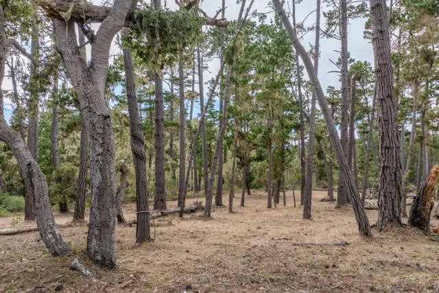 a view of outdoor space with lots of trees