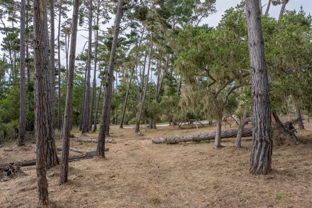 a view of outdoor space with deck and trees