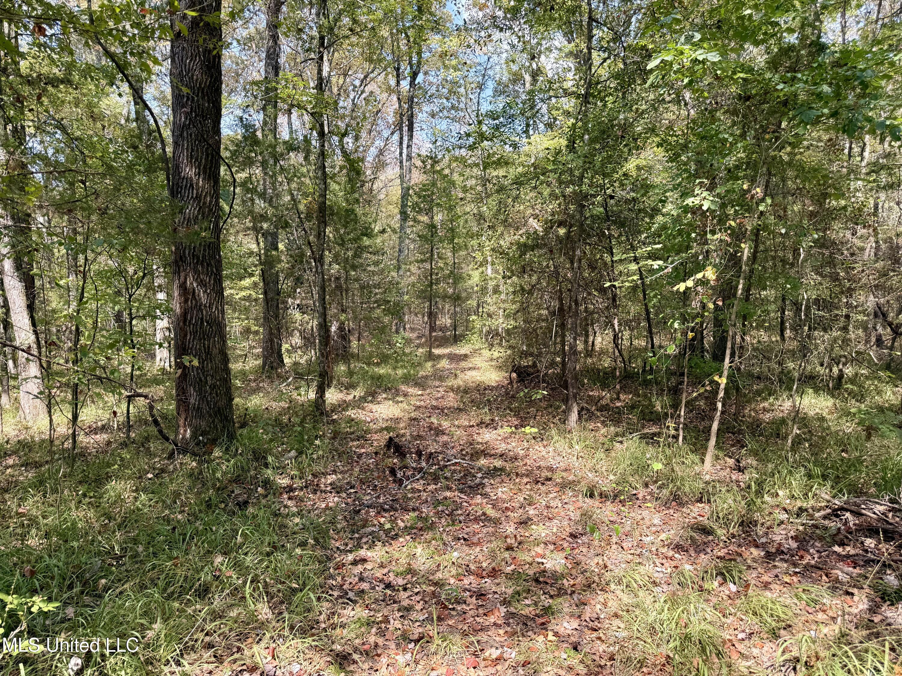 250 Mays Road Coldwater, MS 38618 - Photo 11 of 46 Photo Sep 18 2025, 11 56 45 AM