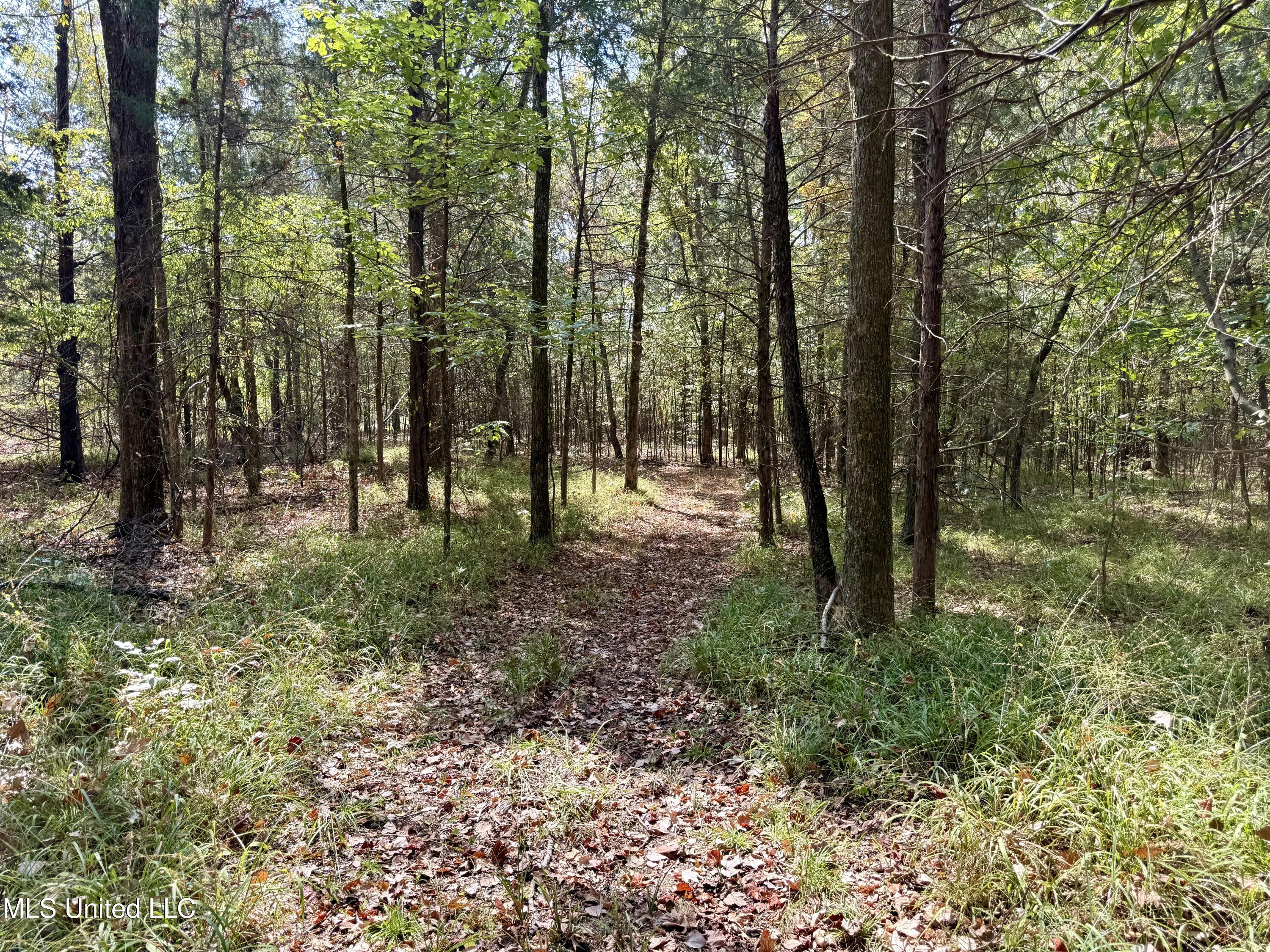 250 Mays Road Coldwater, MS 38618 - Photo 12 of 46 Photo Sep 18 2025, 11 56 49 AM