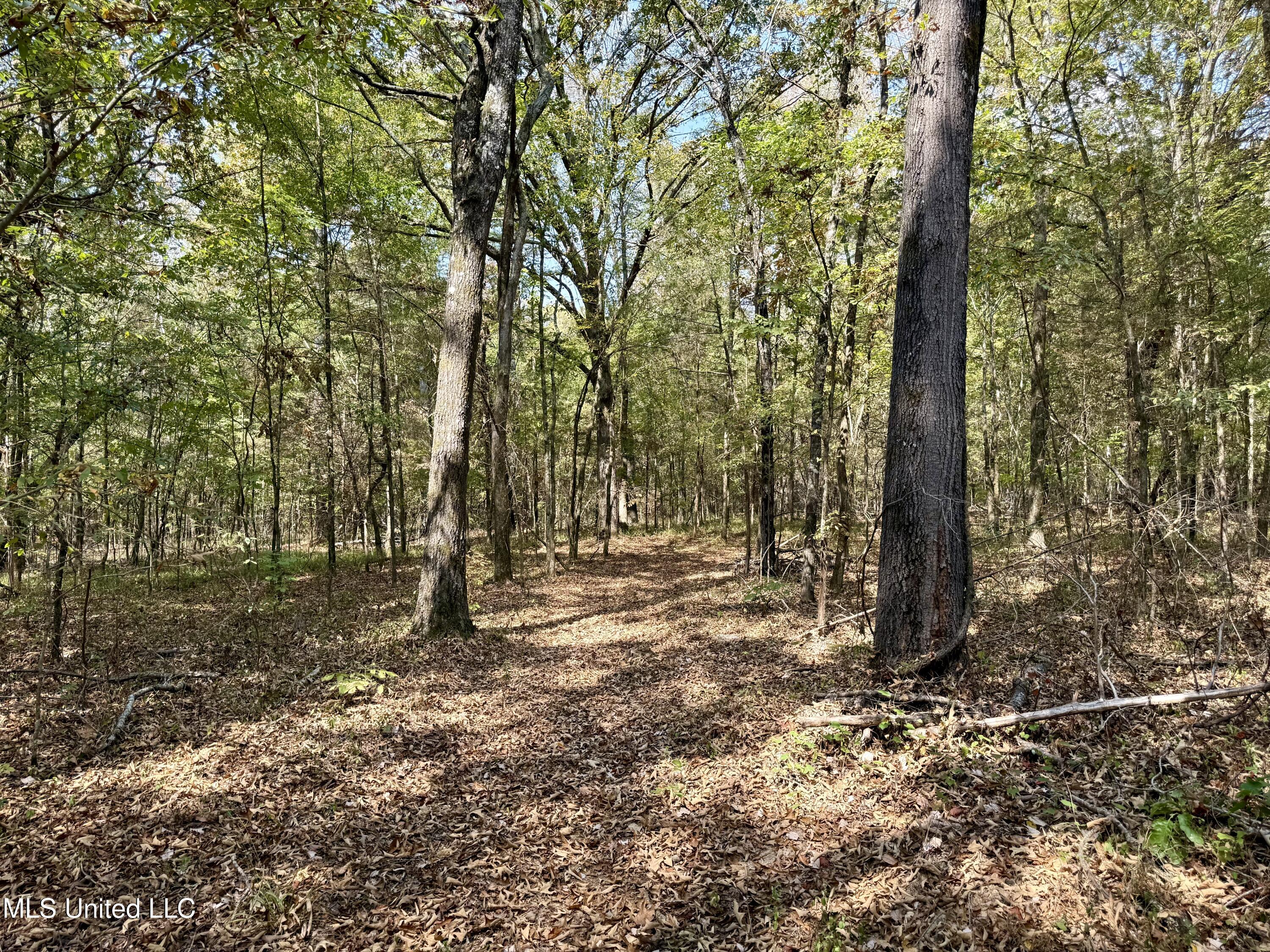 250 Mays Road Coldwater, MS 38618 - Photo 14 of 46 Photo Sep 18 2025, 11 57 39 AM