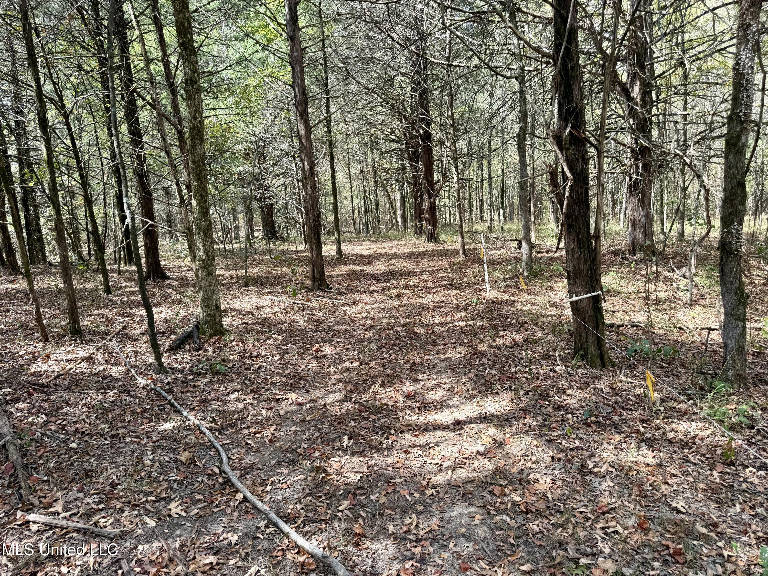 250 Mays Road Coldwater, MS 38618 - Photo 17 of 46 Photo Sep 18 2025, 12 22 33 PM