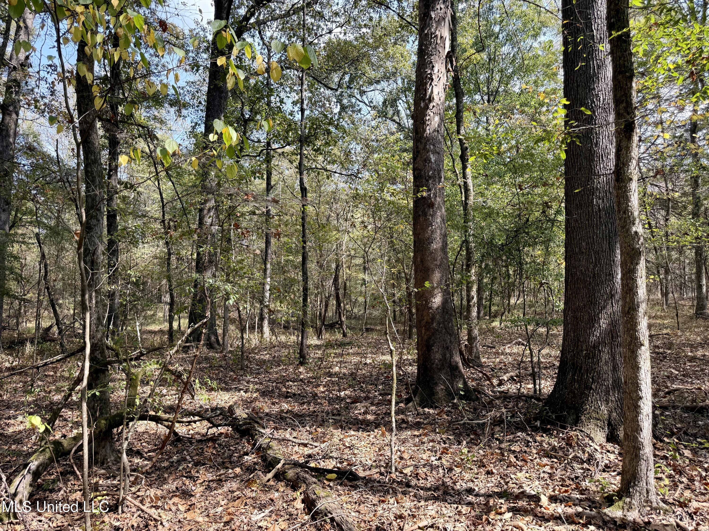 250 Mays Road Coldwater, MS 38618 - Photo 44 of 46 Photo Sep 18 2025, 11 50 31 AM