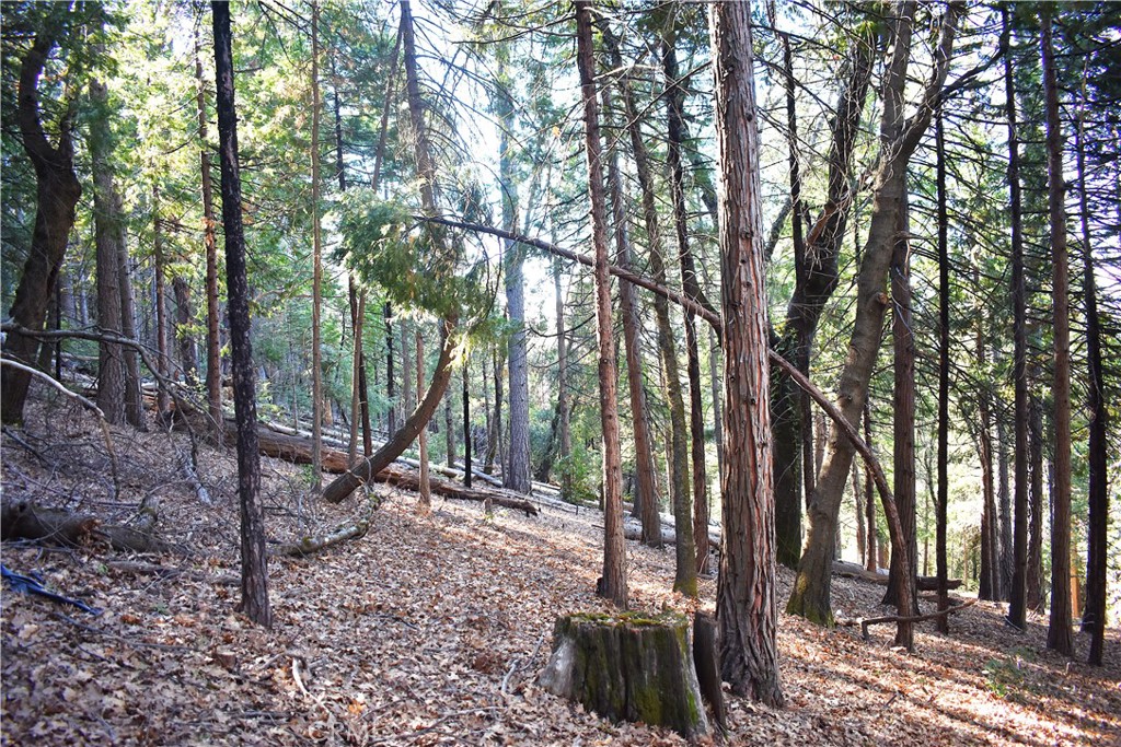 0 Forbestown Road Oroville, CA 95966 - Photo 11 of 25 a backyard of a house with lots of trees