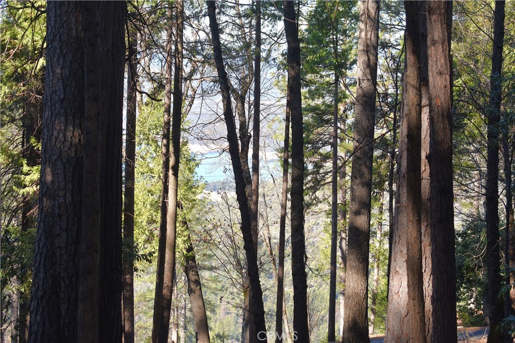 0 Forbestown Road Oroville, CA 95966 - Photo 14 of 25 a view of a trees from a tree