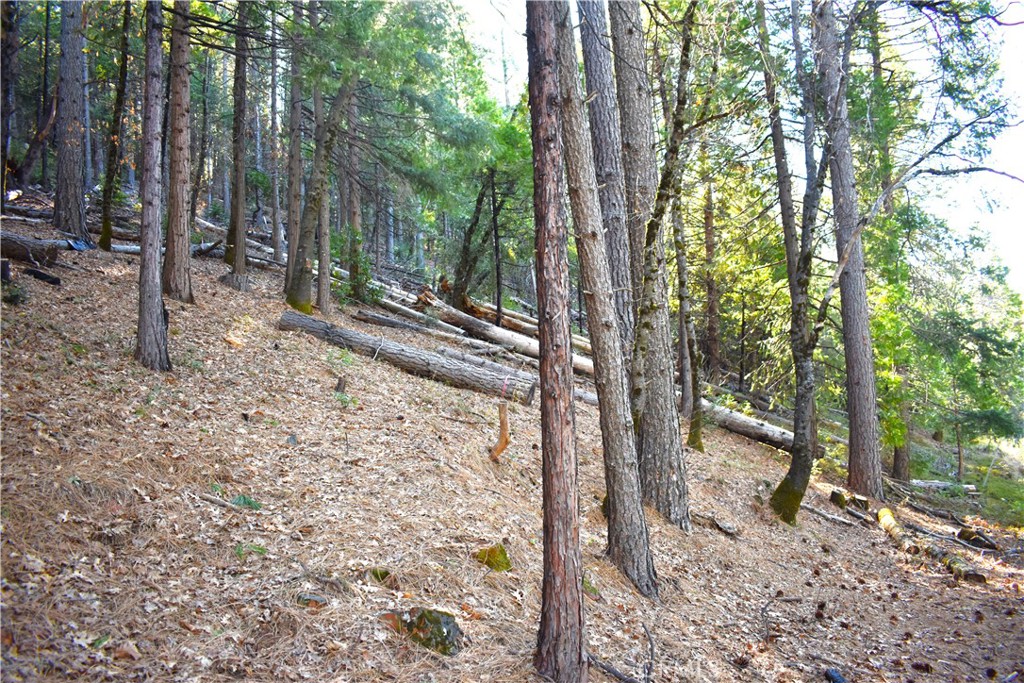 0 Forbestown Road Oroville, CA 95966 - Photo 7 of 25 a view of a forest with trees in the background