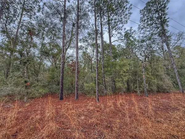 a view of a forest with trees in the background