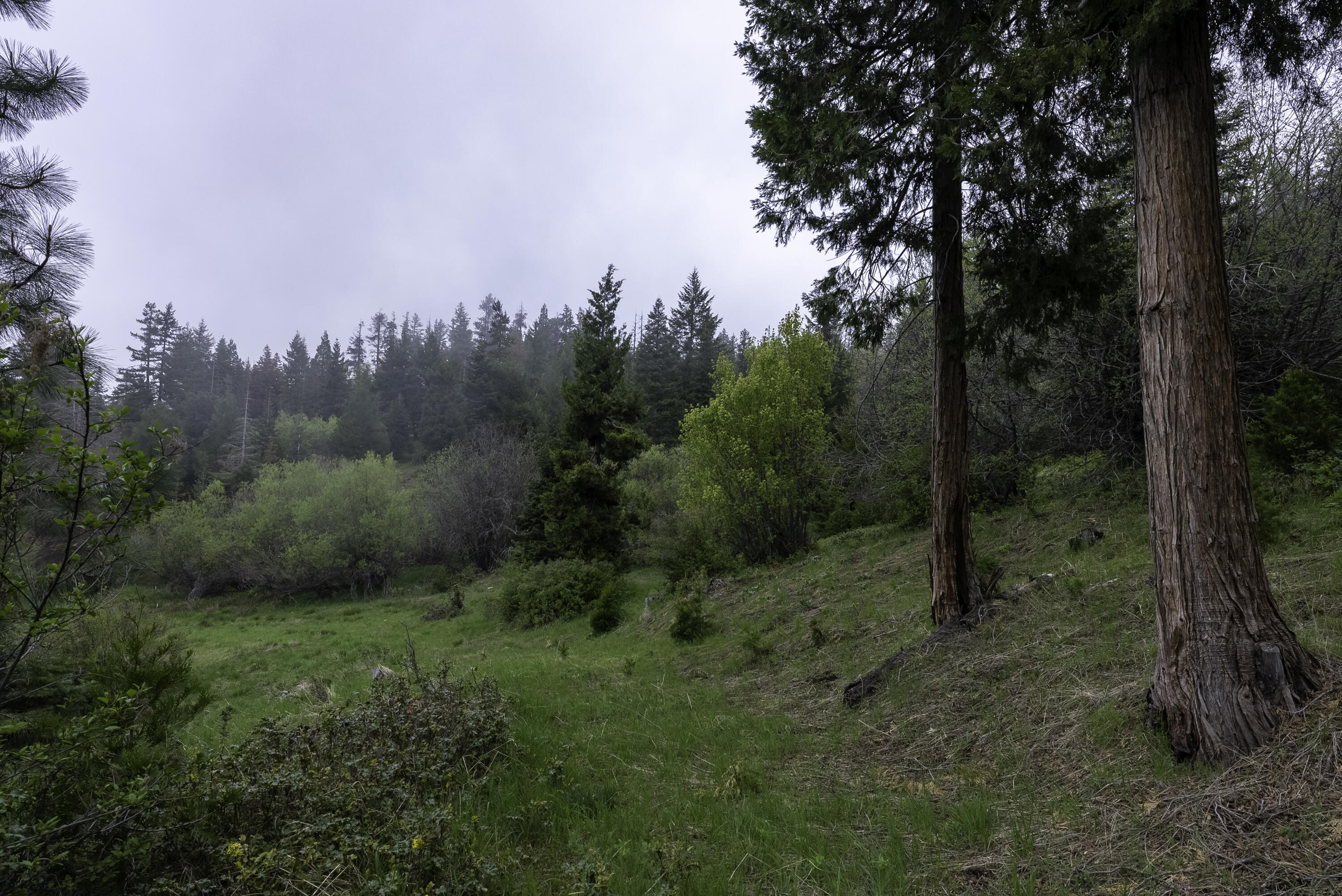 12681 Dead Indian Memorial Road Ashland, OR 97520 - Photo 10 of 35 DSC02053