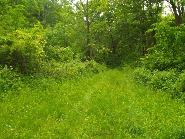 a view of a lush green space