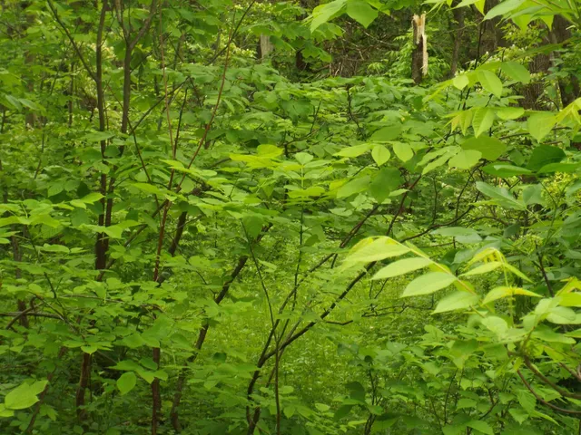 a view of a lush green space