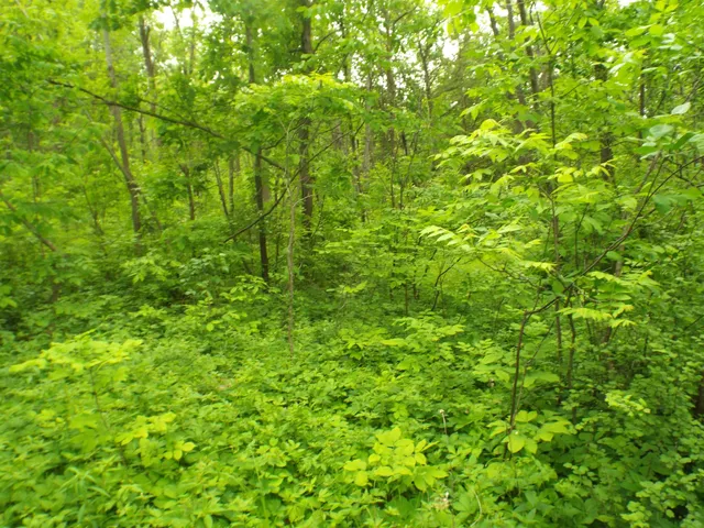 a view of a lush green space