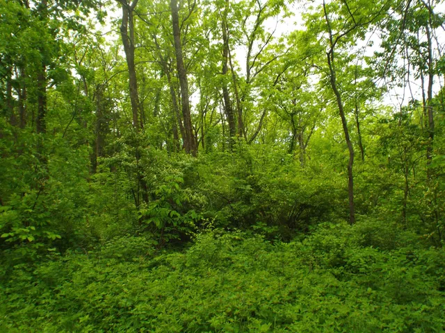 a view of a lush green forest