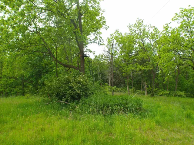 a view of a lush green space