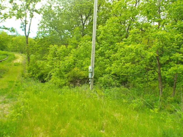 a view of a lush green space