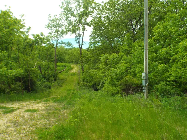 a view of a lush green space