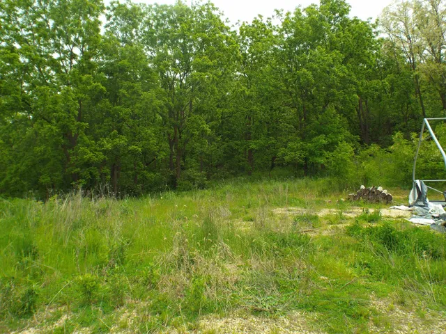a view of a lush green space