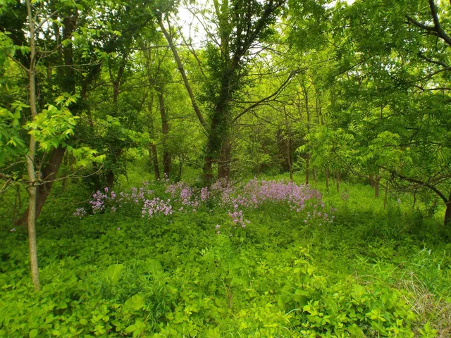 a backyard of a house with lots of green space and trees all around