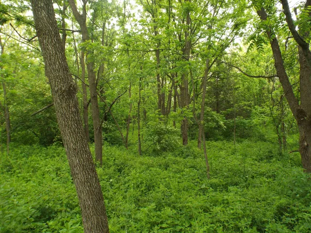 a view of a lush green forest