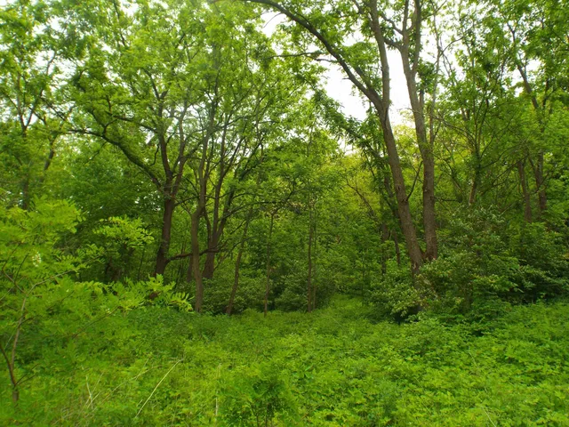 a view of a lush green forest