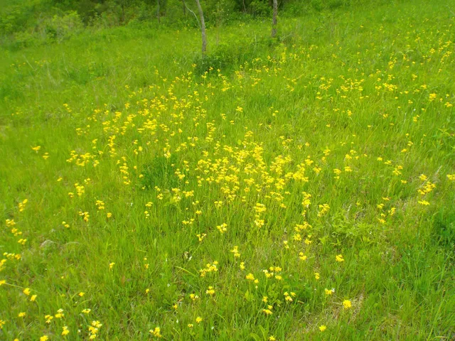 a view of a big yard