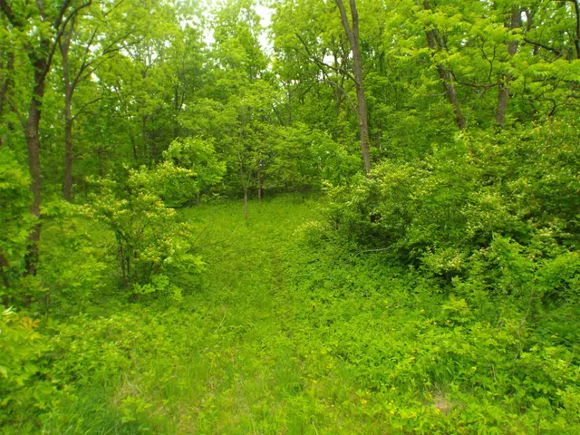 a view of a lush green forest