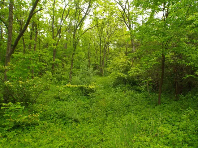 a view of a lush green space