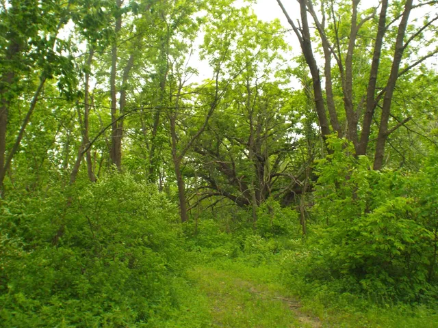 a view of a lush green forest