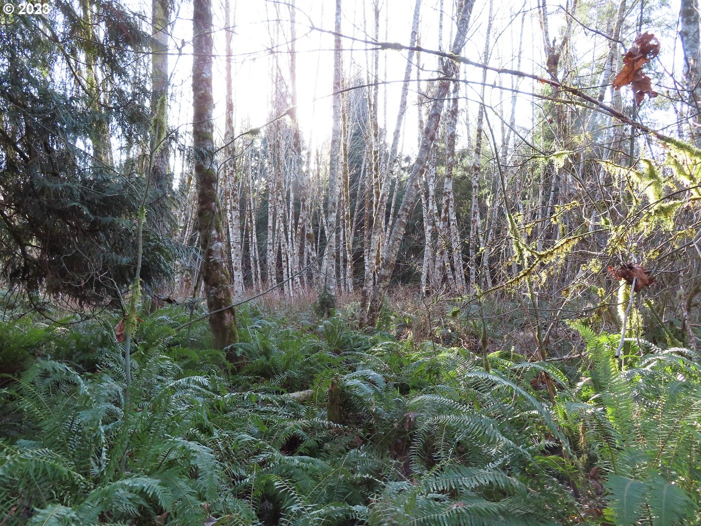 Winston Creek Road, Unit 1 Mossyrock, WA 98564 - Photo 9 of 16 Gallery Image 9