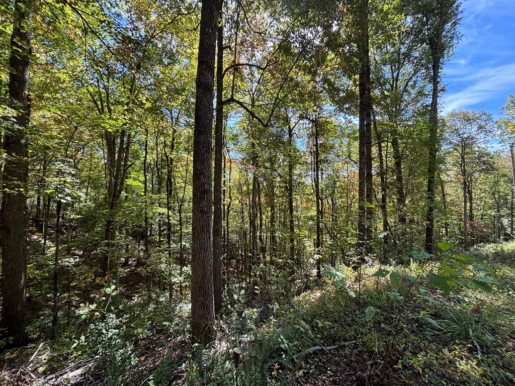 2-lots Holly Ridge Road Topton, NC 28781 - Photo 2 of 6