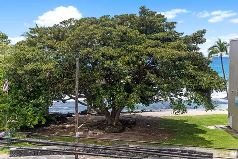 a view of a garden with a tree