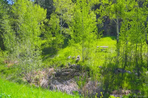 a view of a trees in a yard with large tree