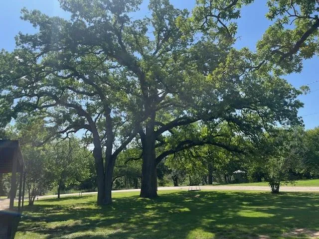a huge green field with lots of trees