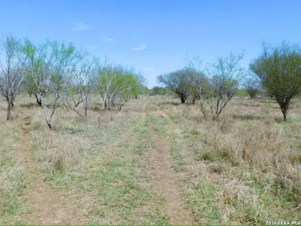 a view of a dry yard with trees